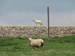 SX05253 Sheep in field and lamb walking over stone boundary wall.jpg
